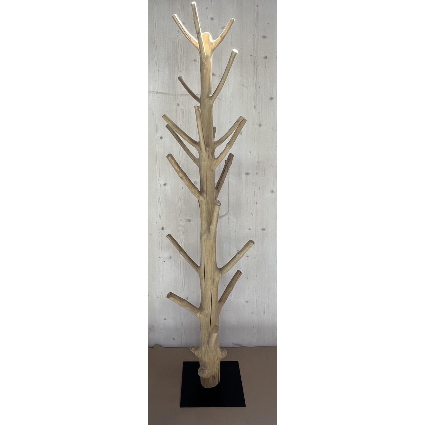 Mango-Baum stehend ca. 2m